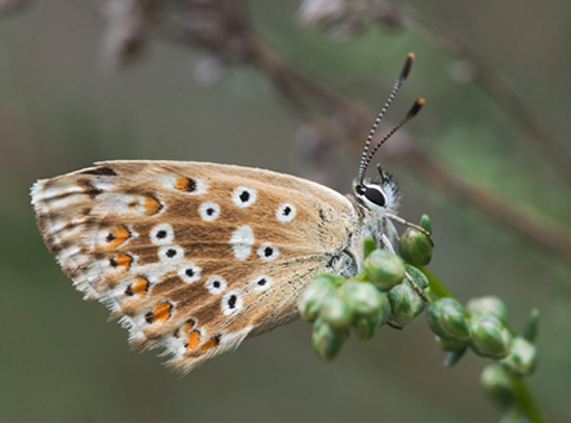 Polyommatus coridon